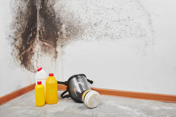 Best Mold Removal and Inspection  in Linthicum, MD