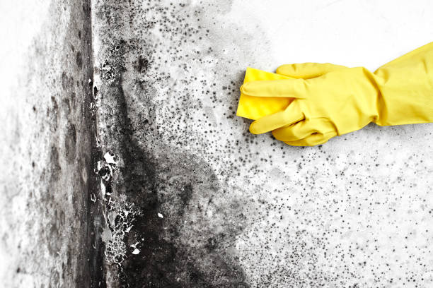 Best Mold Removal Process  in Linthicum, MD