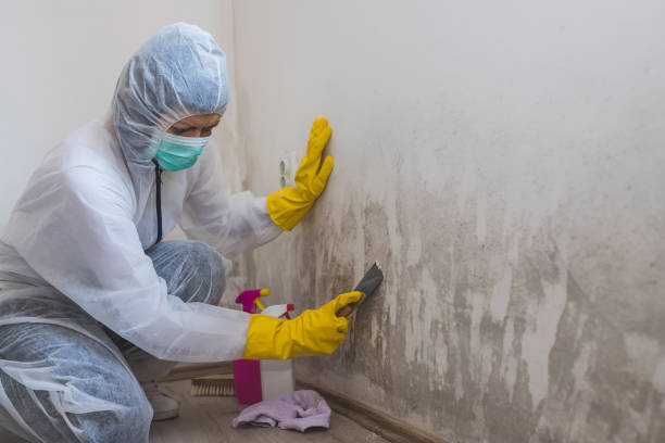 Best Mold Remediation Services  in Linthicum, MD