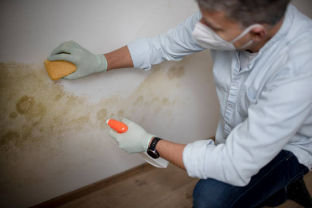 Best Local Mold Removal Service  in Linthicum, MD