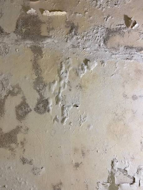 Best Office Mold Removal Services  in Linthicum, MD