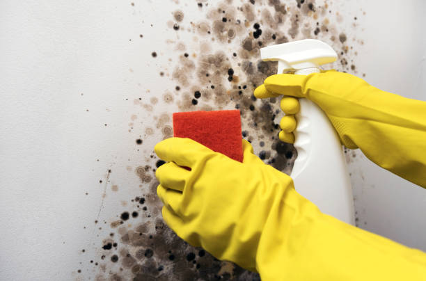 Best Black Mold Removal  in Linthicum, MD