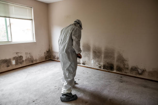 Best Mold Remediation Services  in Linthicum, MD